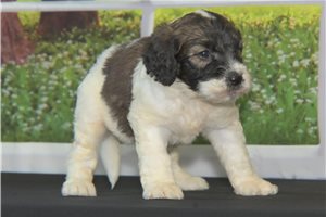 Sophie - puppy for sale