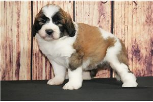 Lucy - puppy for sale