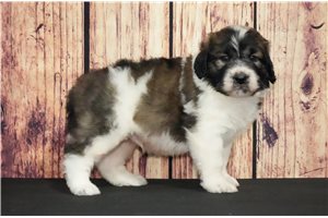 Gordy - puppy for sale
