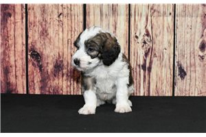 Winston - Saint Berdoodle - St. Berdoodle for sale