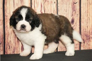 Rover - puppy for sale