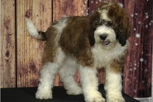 Spike - Saint Berdoodle - St. Berdoodle for sale