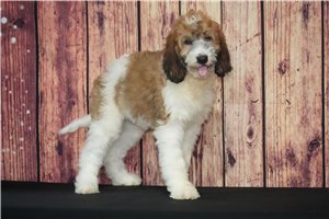 Venus - Saint Berdoodle - St. Berdoodle for sale
