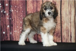 Amigo - Saint Berdoodle - St. Berdoodle for sale