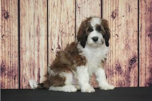 Spike - Saint Berdoodle - St. Berdoodle for sale