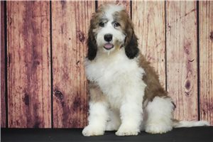 Winston - Saint Berdoodle - St. Berdoodle for sale