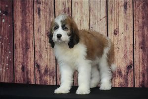 Bernard - Saint Berdoodle - St. Berdoodle for sale