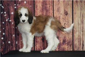 Freda - Saint Berdoodle - St. Berdoodle for sale