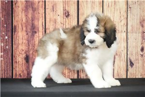 Colin - Saint Berdoodle - St. Berdoodle for sale