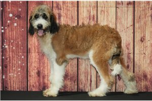 Hope - Saint Berdoodle - St. Berdoodle for sale