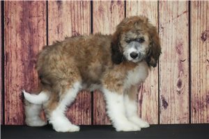 Amigo - Saint Berdoodle - St. Berdoodle for sale