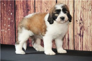 Lucy - Saint Berdoodle - St. Berdoodle for sale