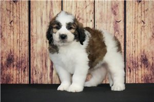 Colin - Saint Berdoodle - St. Berdoodle for sale
