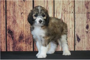 Amigo - Saint Berdoodle - St. Berdoodle for sale