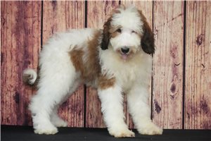 Blossom - Saint Berdoodle - St. Berdoodle for sale