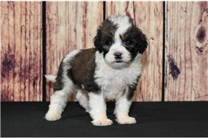 Spike - Saint Berdoodle - St. Berdoodle for sale