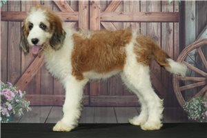Hope - Saint Berdoodle - St. Berdoodle for sale