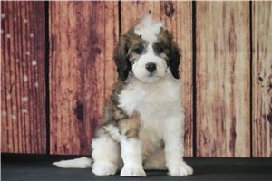 Winston - Saint Berdoodle - St. Berdoodle for sale