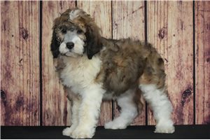 Teddy - Saint Berdoodle - St. Berdoodle for sale