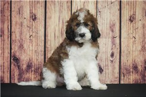 Zurich - Saint Berdoodle - St. Berdoodle for sale