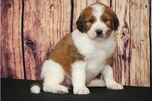 Corina - Saint Berdoodle - St. Berdoodle for sale