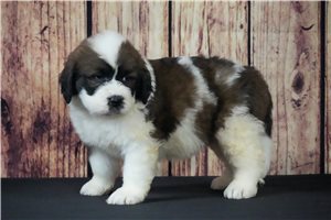 Denny - Saint Berdoodle - St. Berdoodle for sale