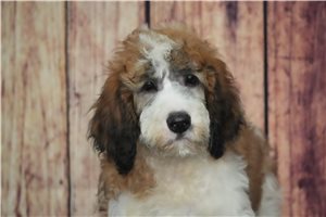Rosie - Saint Berdoodle - St. Berdoodle for sale