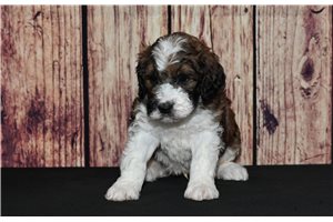 Zurich - Saint Berdoodle - St. Berdoodle for sale