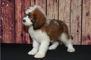 Muchacho - Saint Berdoodle - St. Berdoodle for sale
