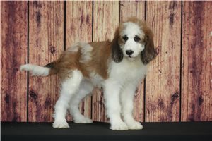 Freda - Saint Berdoodle - St. Berdoodle for sale