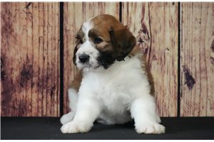 Darcy - Saint Berdoodle - St. Berdoodle for sale