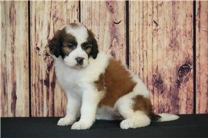 Nora - Saint Berdoodle - St. Berdoodle for sale