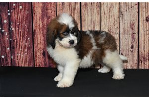 Denny - Saint Berdoodle - St. Berdoodle for sale