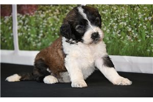 Bruno - puppy for sale