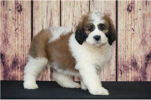 Sarge - Saint Berdoodle - St. Berdoodle for sale