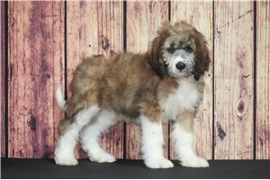 Amigo - puppy for sale