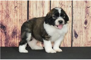 Stewart - puppy for sale