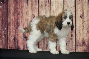 Winston - Saint Berdoodle - St. Berdoodle for sale