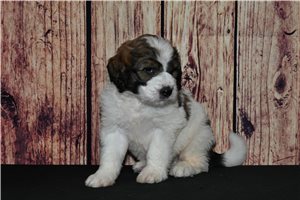 Homer - Saint Berdoodle - St. Berdoodle for sale