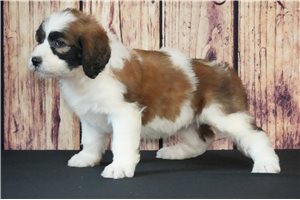 Azalia - Saint Berdoodle - St. Berdoodle for sale