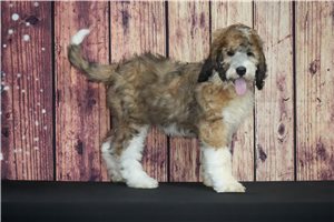 Teddy - Saint Berdoodle - St. Berdoodle for sale