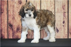 Teddy - Saint Berdoodle - St. Berdoodle for sale