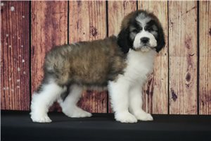 Rover - puppy for sale