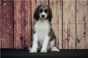Hope - Saint Berdoodle - St. Berdoodle for sale