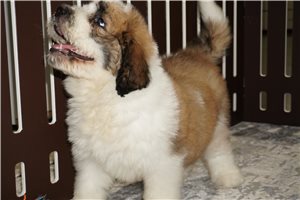 Rex - puppy for sale