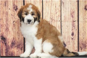 Darcy - Saint Berdoodle - St. Berdoodle for sale
