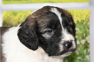 Randy - Saint Berdoodle for sale
