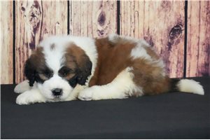 Sarge - Saint Berdoodle - St. Berdoodle for sale