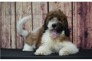 Yuki - puppy for sale