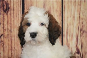 Blossom - Saint Berdoodle - St. Berdoodle for sale